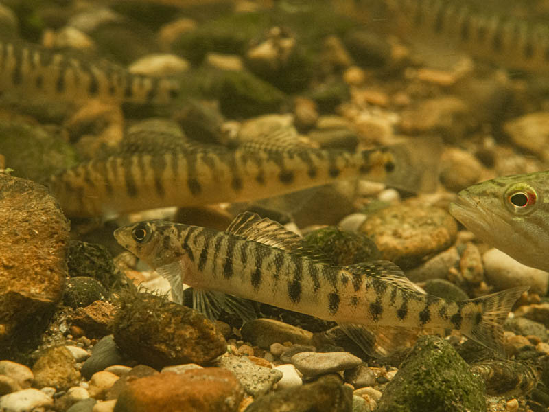 Muskegon River baitfish