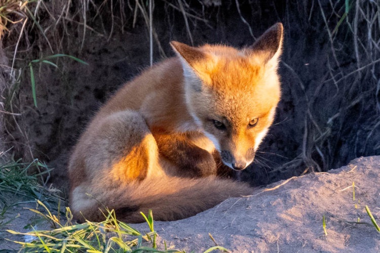 Muskegon River Wildlife red fox kit