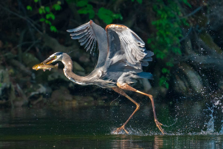 Wildlife of the Muskegon River a great blue heron with a trout as prey