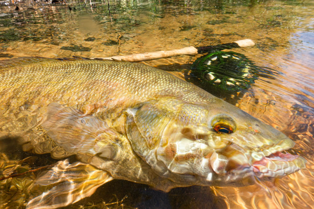 Gamefish of the Muskegon River