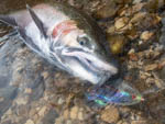 2022 Begins with a nice steelhead on a shiner pattern
