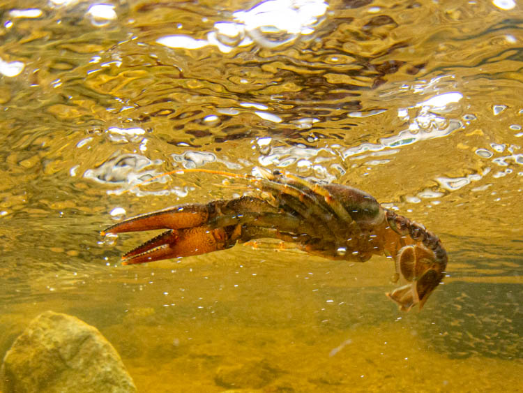 flight risk crayfish pattern crayfish image