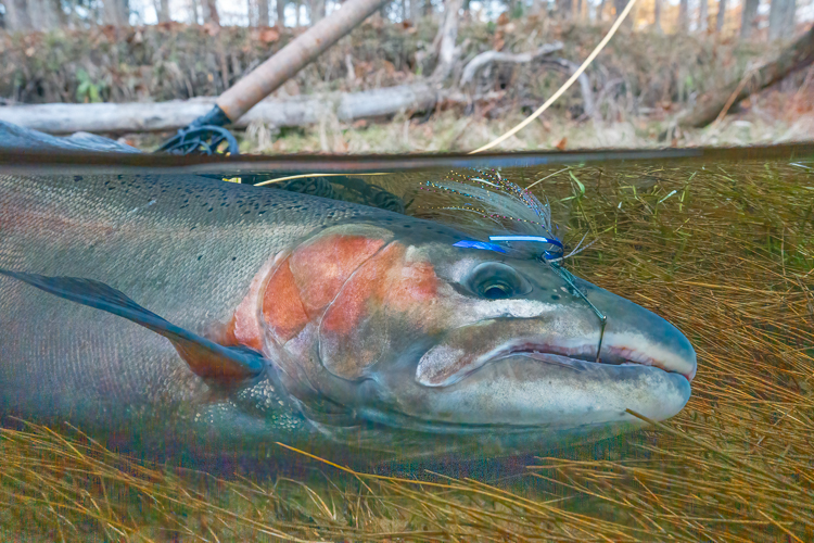 Muskegon River fishing report swung fly steelhead image