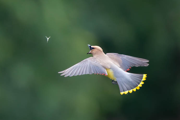 Cedar waxwing image for events in September 2024