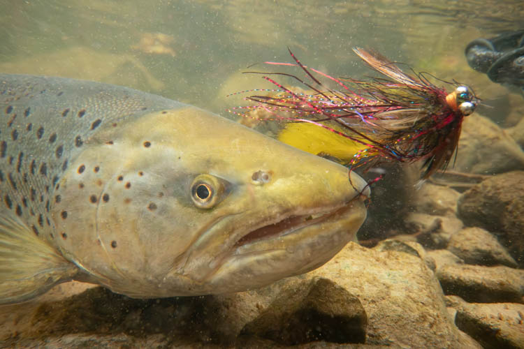 Muskegon River fishing report brown trout image
