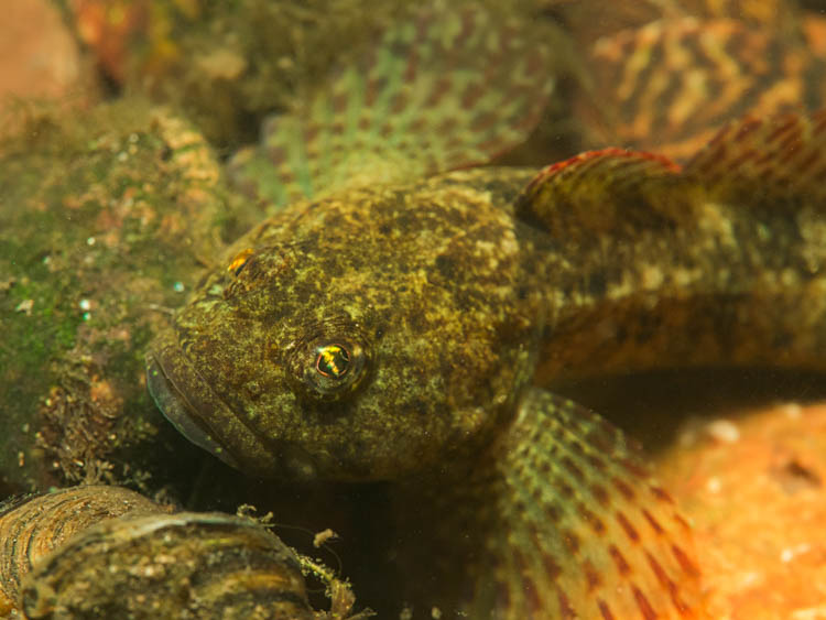 olive colored sculpin
