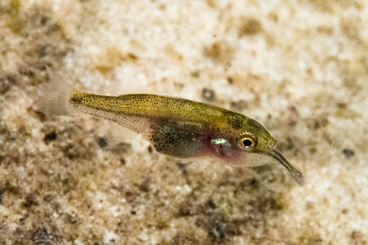 matching warm water baitfish by Kevin Feenstra