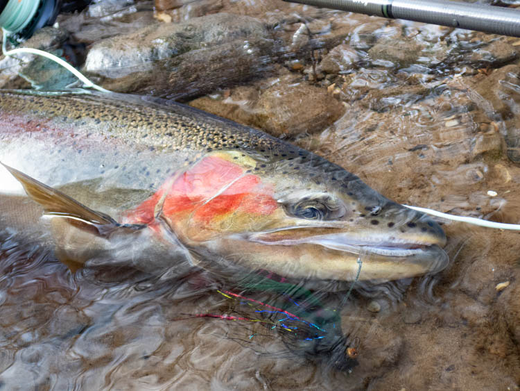 Muskegon River fishing report steelhead image