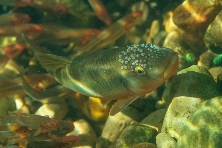 matching warm water baitfish by Kevin Feenstra