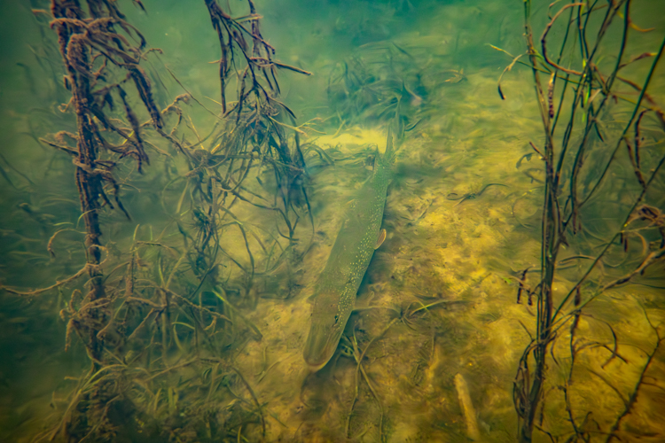 matching warm water baitfish by Kevin Feenstra