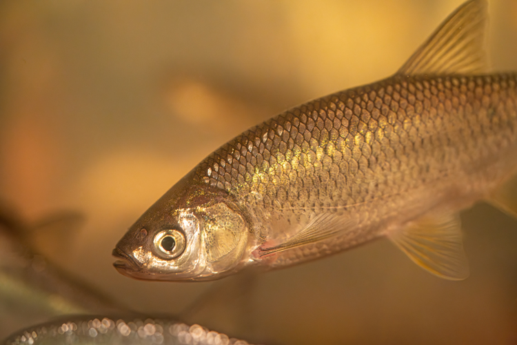 matching warm water baitfish by Kevin Feenstra