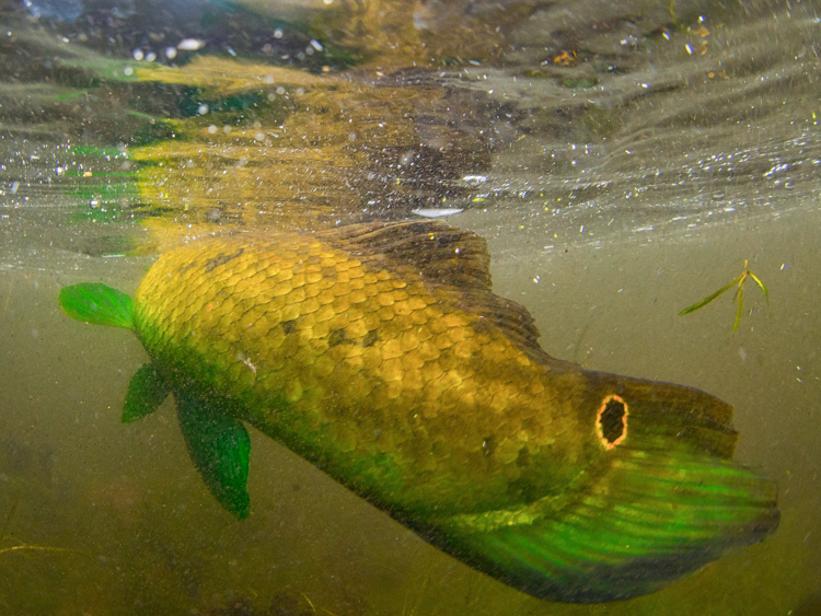 matching warm water baitfish by Kevin Feenstra