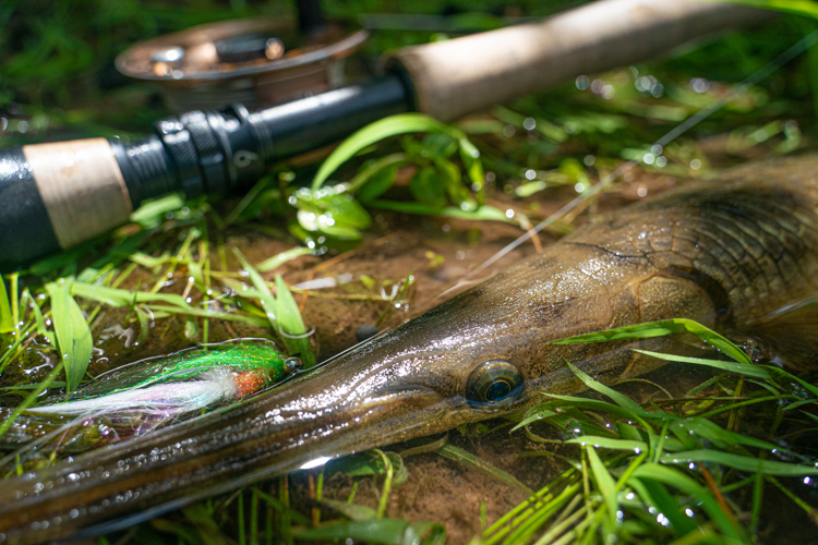 matching warm water baitfish by Kevin Feenstra