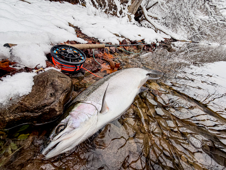 Muskegon River fishing report Feenstra Guide Service steelhead image